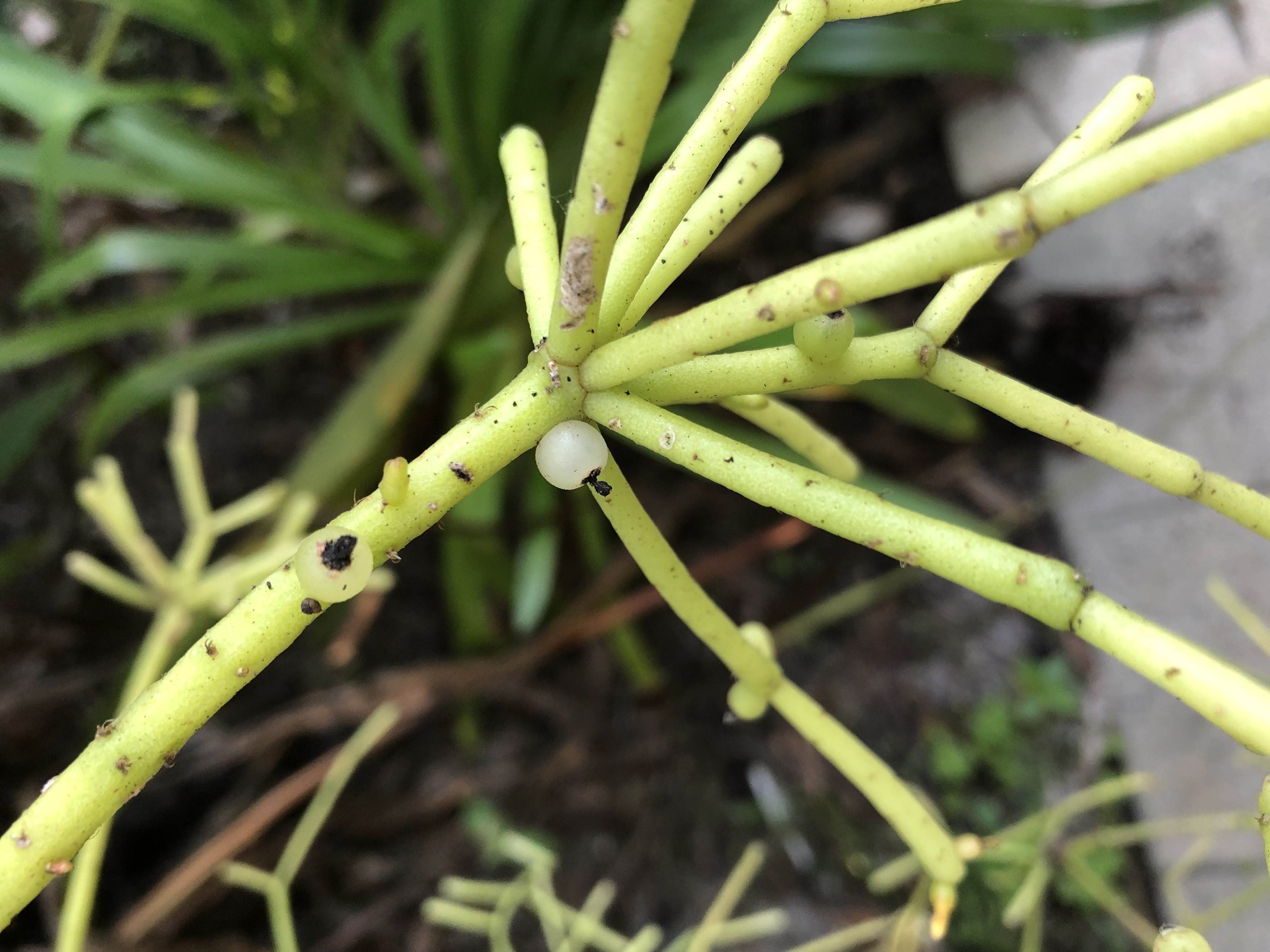 http://www.cloudjungle.com/cloudjungle/cactaceae/rhipsalis/rhipsalis cereiformis berry.jpeg